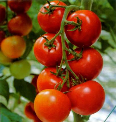 tomato for fat reducing